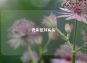 竞彩篮球购买