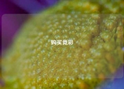 购买竞彩
