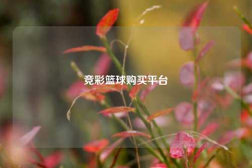 竞彩篮球购买平台
